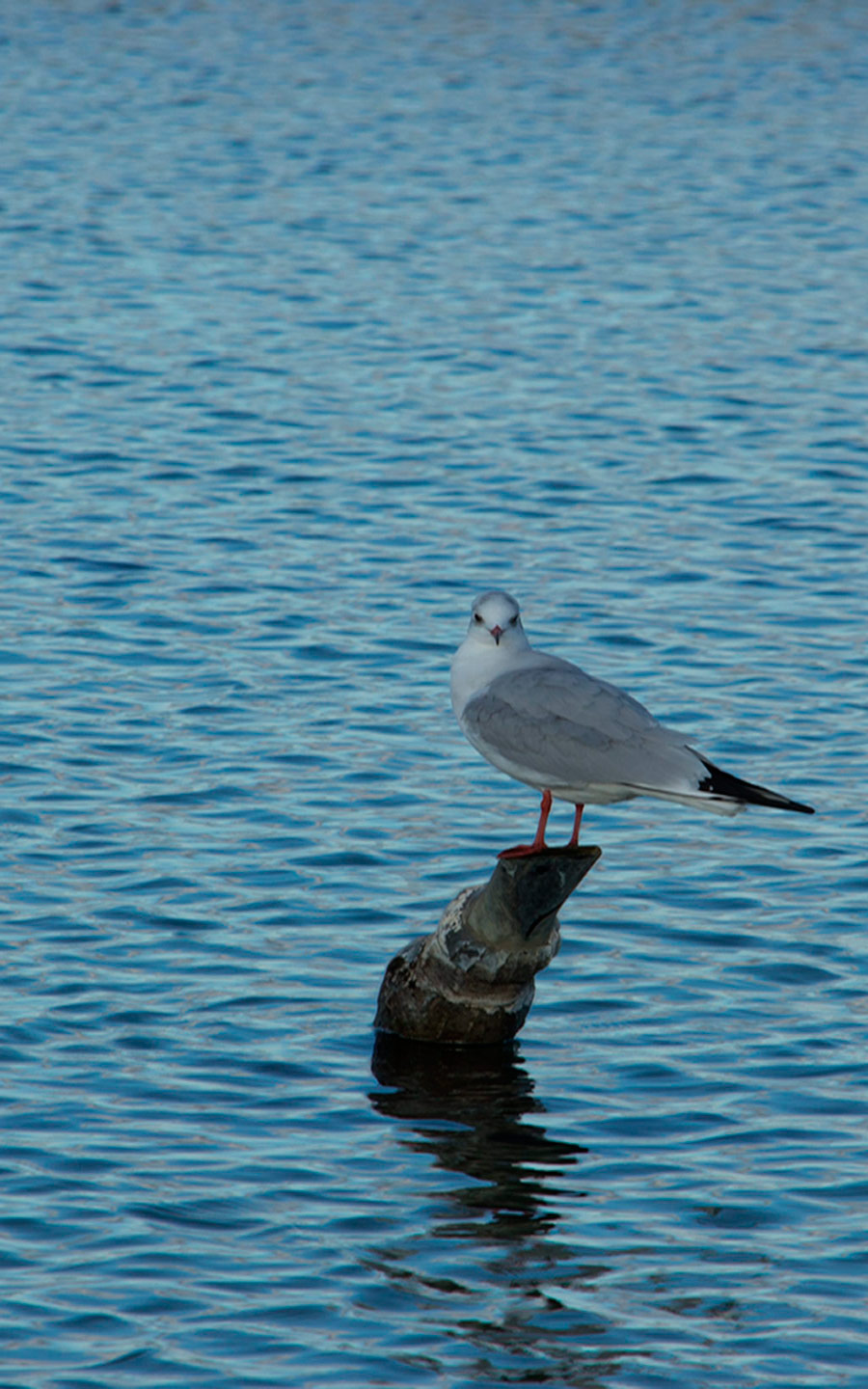 il guardiano di versailles